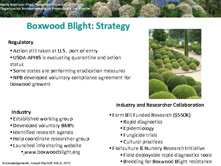 Boxwood Blight: Strategy Regulatory • Action still taken at U. S. port of entry