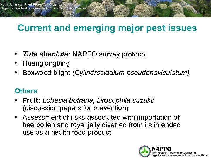 Current and emerging major pest issues • Tuta absoluta: NAPPO survey protocol • Huanglongbing