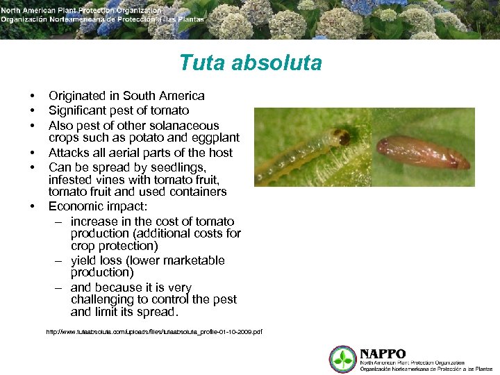 Tuta absoluta • • • Originated in South America Significant pest of tomato Also
