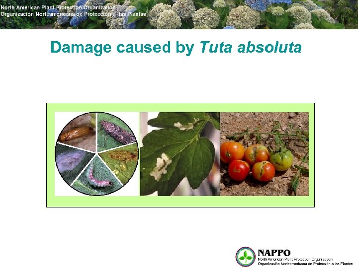 Damage caused by Tuta absoluta 