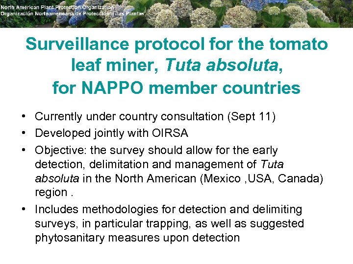 Surveillance protocol for the tomato leaf miner, Tuta absoluta, for NAPPO member countries •