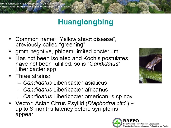 Huanglongbing • Common name: “Yellow shoot disease”, previously called “greening” • gram negative, phloem-limited