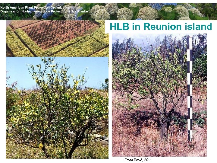 HLB in Reunion island From Bové, 2011 