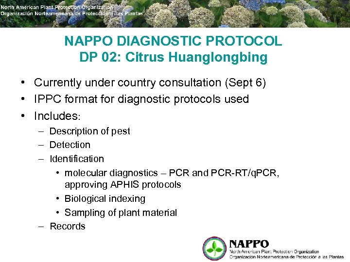 NAPPO DIAGNOSTIC PROTOCOL DP 02: Citrus Huanglongbing • Currently under country consultation (Sept 6)