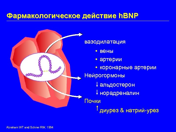 Фармакологическое действие h. BNP вазодилатация • вены • артерии • коронарные артерии Нейрогормоны альдостерон