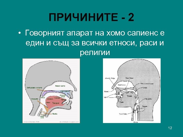 ПРИЧИНИТЕ - 2 • Говорният апарат на хомо сапиенс е един и същ за