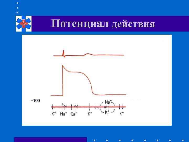 Потенциал действия 