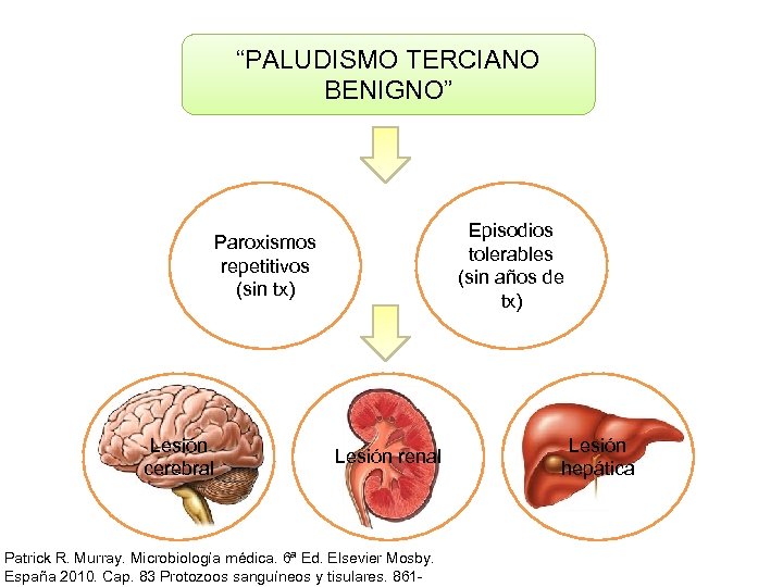 “PALUDISMO TERCIANO BENIGNO” Episodios tolerables (sin años de tx) Paroxismos repetitivos (sin tx) Lesión