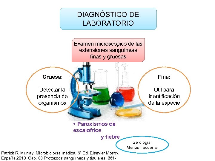 DIAGNÓSTICO DE LABORATORIO Examen microscópico de las extensiones sanguíneas finas y gruesas Gruesa: Fina: