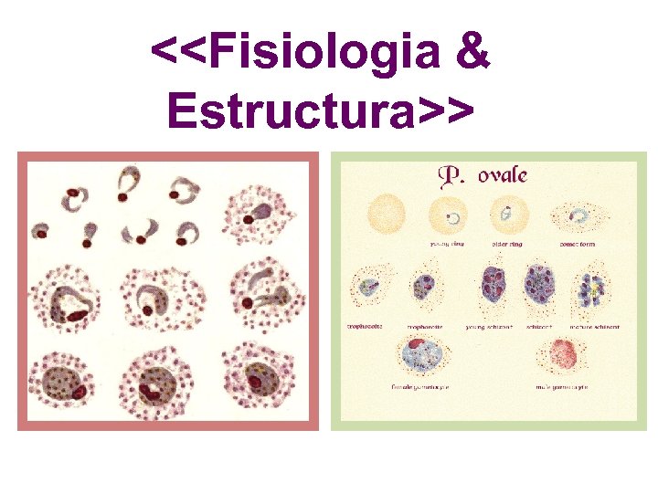 <<Fisiologia & Estructura>> 