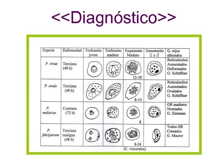 <<Diagnóstico>> 