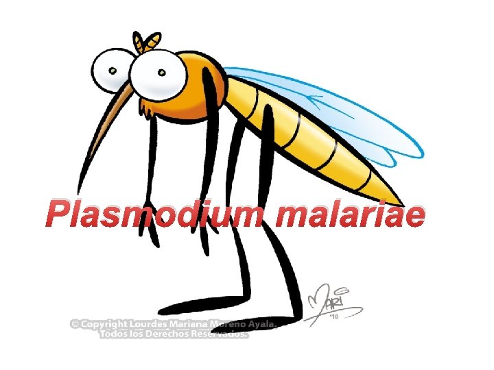 Plasmodium malariae 