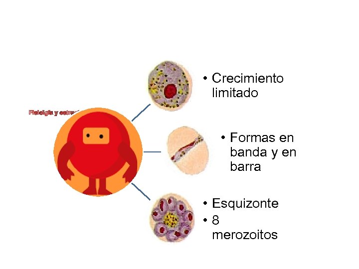  • Crecimiento limitado Fisiolgía y estructura • Formas en banda y en barra