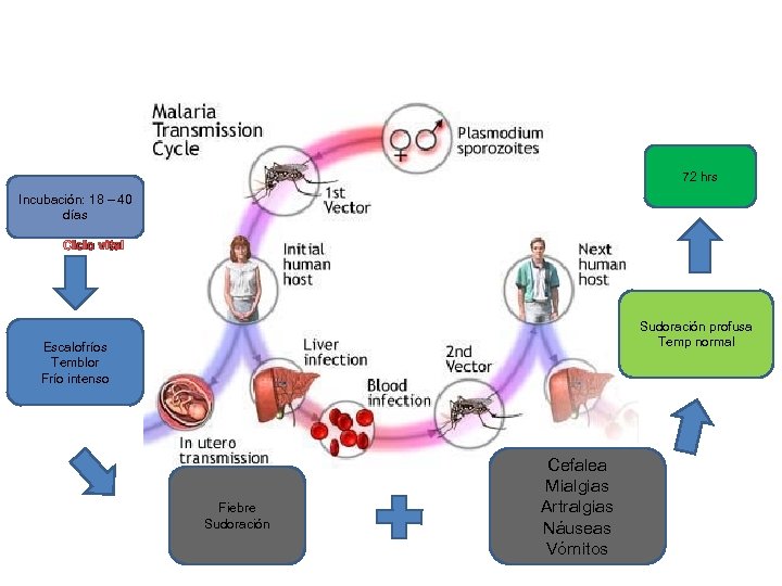 72 hrs Incubación: 18 – 40 días Ciclo vital Sudoración profusa Temp normal Escalofríos