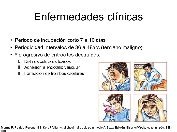 Enfermedades clínicas • Periodo de incubación corto 7 a 10 días • Periodicidad intervalos