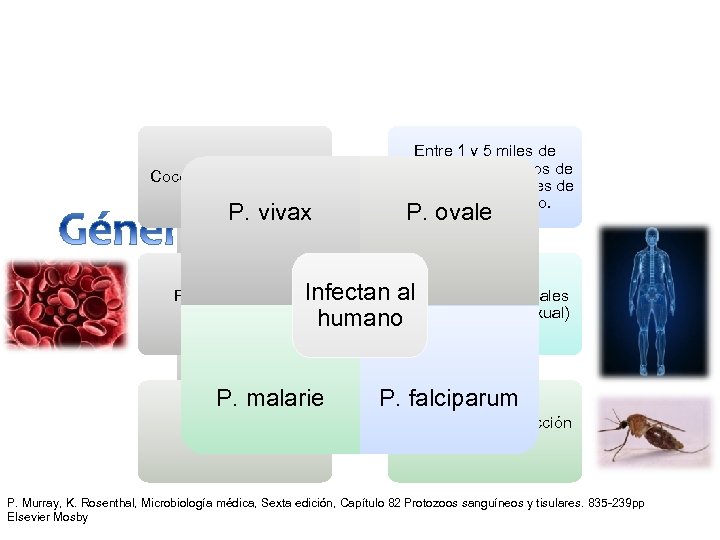 Coccidios o esporozoos P. vivax Entre 1 y 5 miles de millones de episodios
