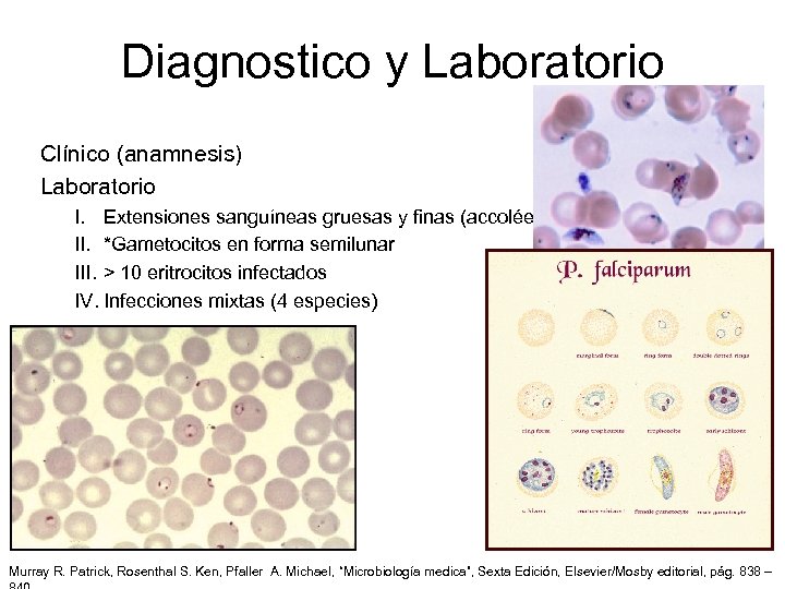 Diagnostico y Laboratorio Clínico (anamnesis) Laboratorio I. Extensiones sanguíneas gruesas y finas (accolée) II.