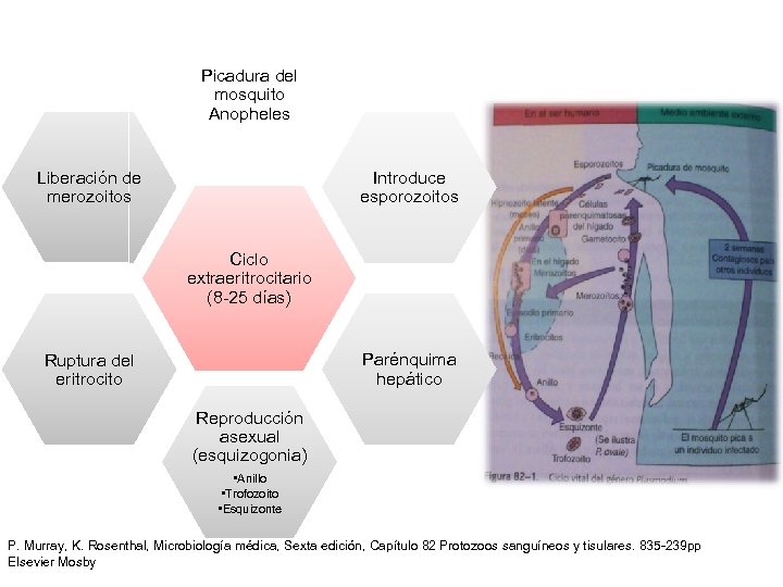 Picadura del mosquito Anopheles Liberación de merozoitos Introduce esporozoitos Ciclo extraeritrocitario (8 -25 días)