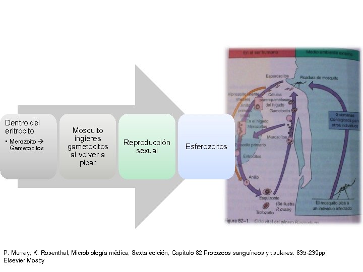 Dentro del eritrocito • Merozoito Gametocitos Mosquito ingieres gametocitos al volver a picar Reproducción