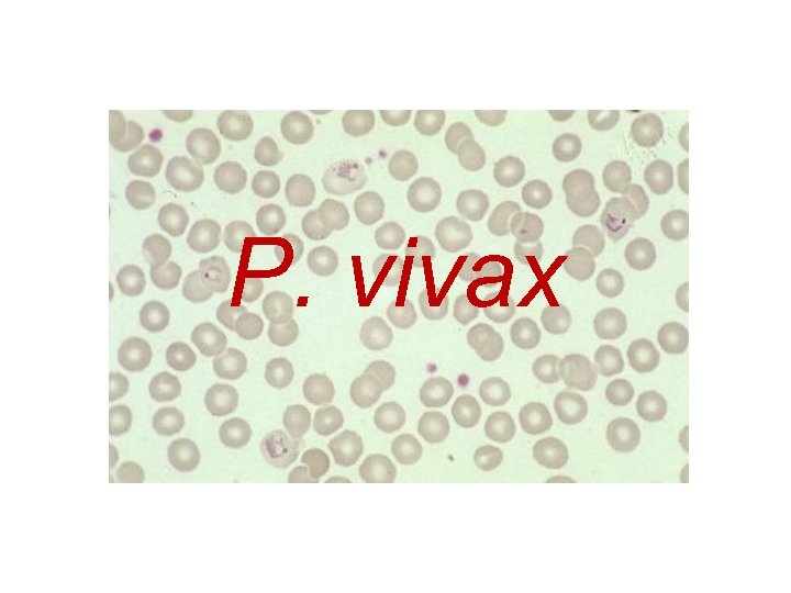 P. vivax 