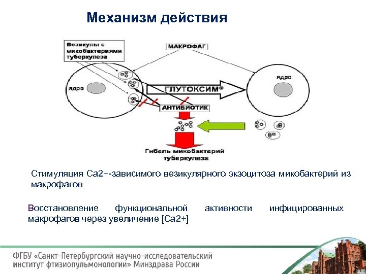 Механизм действия противотуберкулезных препаратов. Противотуберкулезные механизм действия. Противотуберкулезные препараты 2 ряда механизм действия. Механизм действия противотуберкулезных препаратов фармакология.