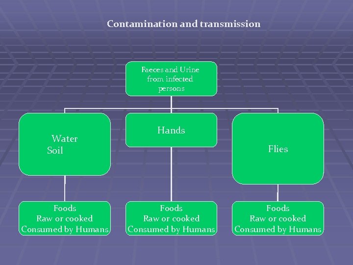 Contamination and transmission Faeces and Urine from infected persons Water Soil Foods Raw or