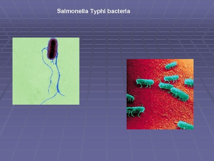 Salmonella Typhi bacteria 