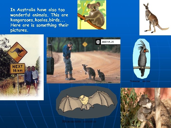 In Australia have also too wonderful animals. This are kangarooes, koalas, birds. . .