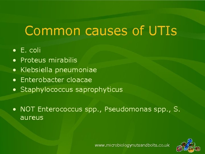 Common causes of UTIs • • • E. coli Proteus mirabilis Klebsiella pneumoniae Enterobacter