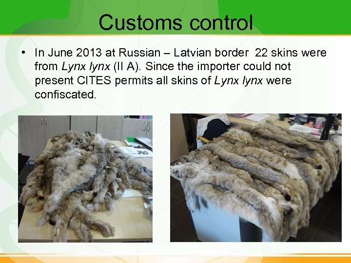 Customs control • In June 2013 at Russian – Latvian border 22 skins were