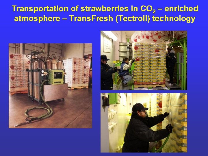 Transportation of strawberries in CO 2 – enriched atmosphere – Trans. Fresh (Tectroll) technology