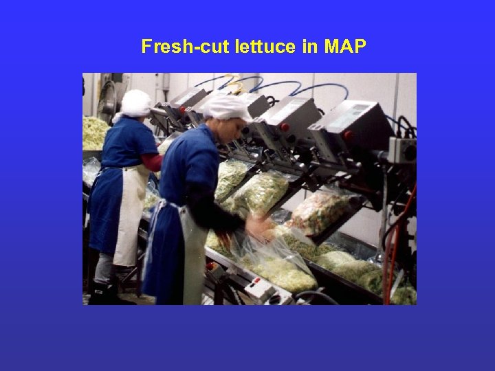 Fresh-cut lettuce in MAP 