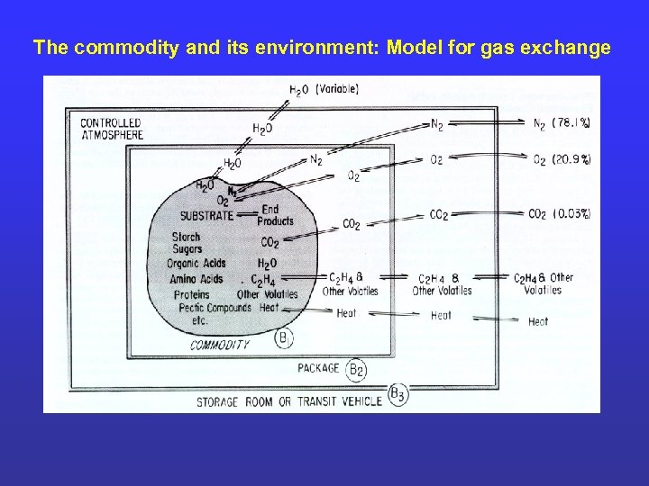 The commodity and its environment: Model for gas exchange 