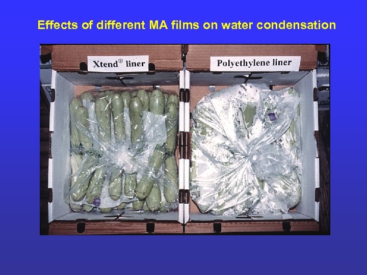 Effects of different MA films on water condensation 