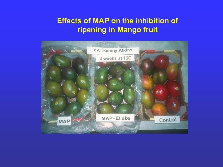 Effects of MAP on the inhibition of ripening in Mango fruit 