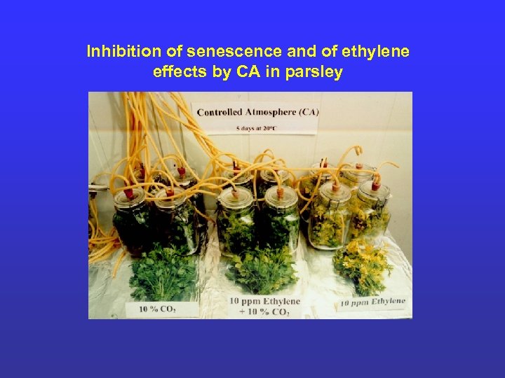 Inhibition of senescence and of ethylene effects by CA in parsley 