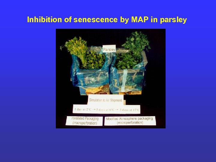 Inhibition of senescence by MAP in parsley 