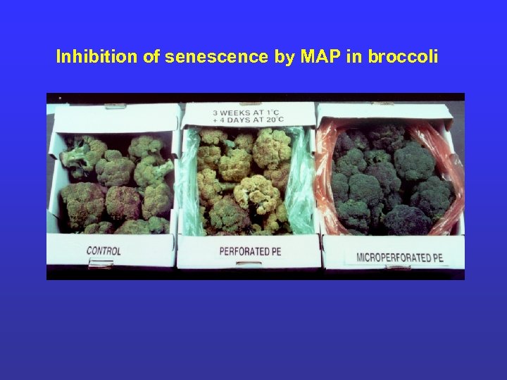 Inhibition of senescence by MAP in broccoli 