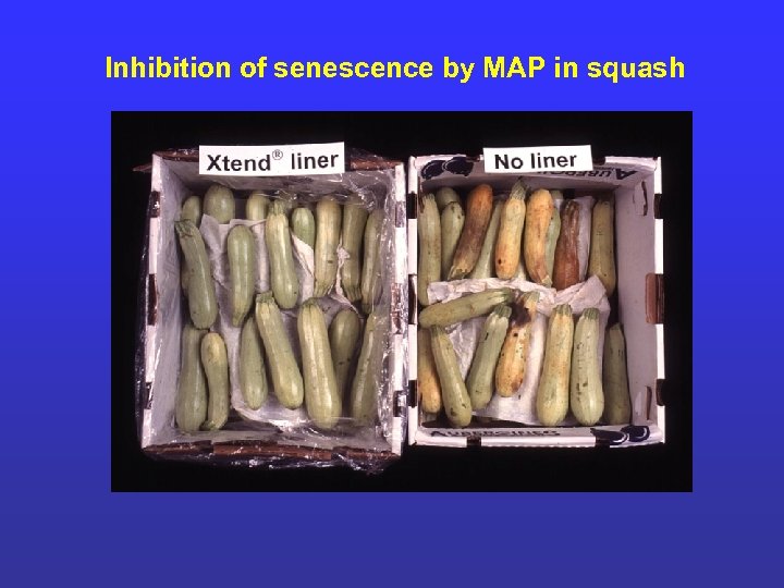 Inhibition of senescence by MAP in squash 