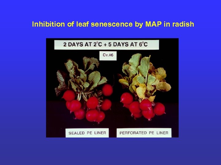 Inhibition of leaf senescence by MAP in radish 