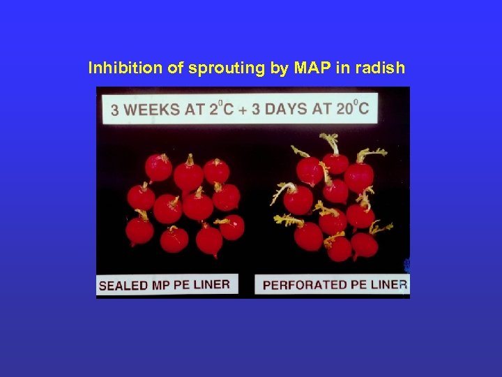 Inhibition of sprouting by MAP in radish 