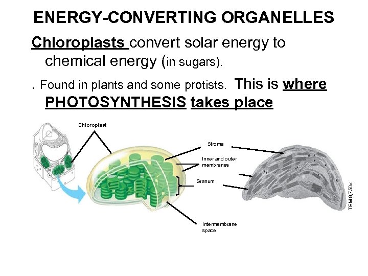 ENERGY-CONVERTING ORGANELLES Chloroplasts conver t solar energy to chemical energy (in sugars). . Found