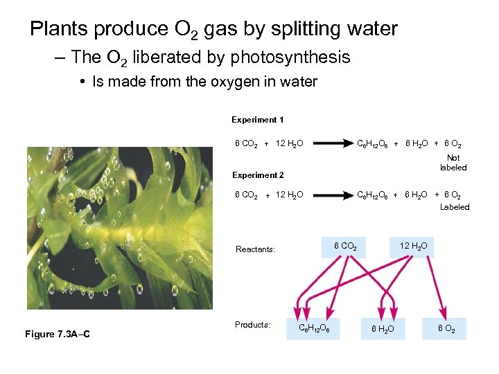 Plants produce O 2 gas by splitting water – The O 2 liberated by