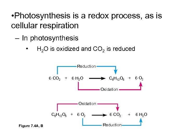  • Photosynthesis is a redox process, as is cellular respiration – In photosynthesis