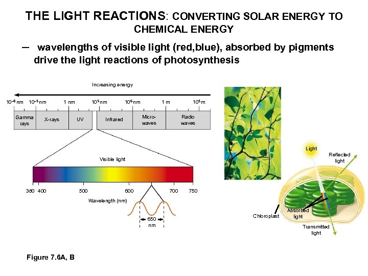 THE LIGHT REACTIONS: CONVERTING SOLAR ENERGY TO CHEMICAL ENERGY – wavelengths of visible light