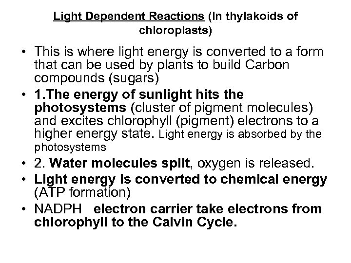 Light Dependent Reactions (In thylakoids of chloroplasts) • This is where light energy is