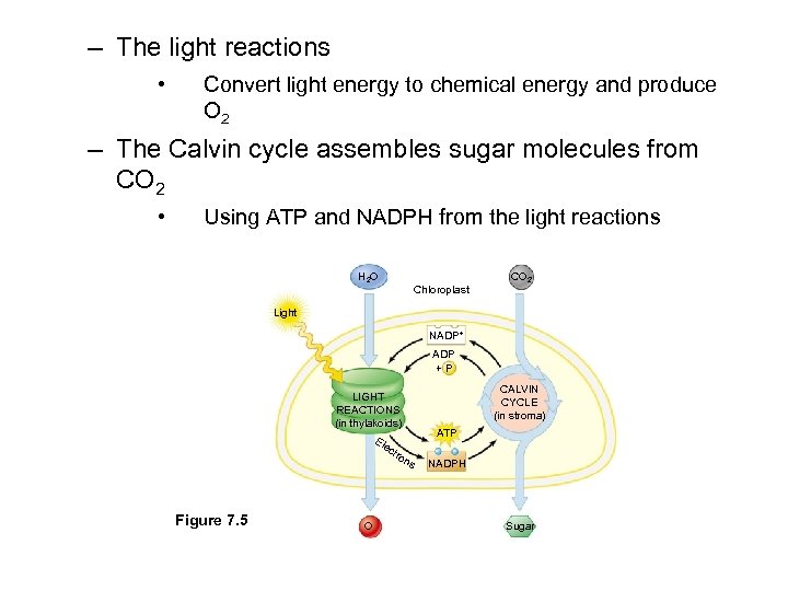 – The light reactions • Convert light energy to chemical energy and produce O