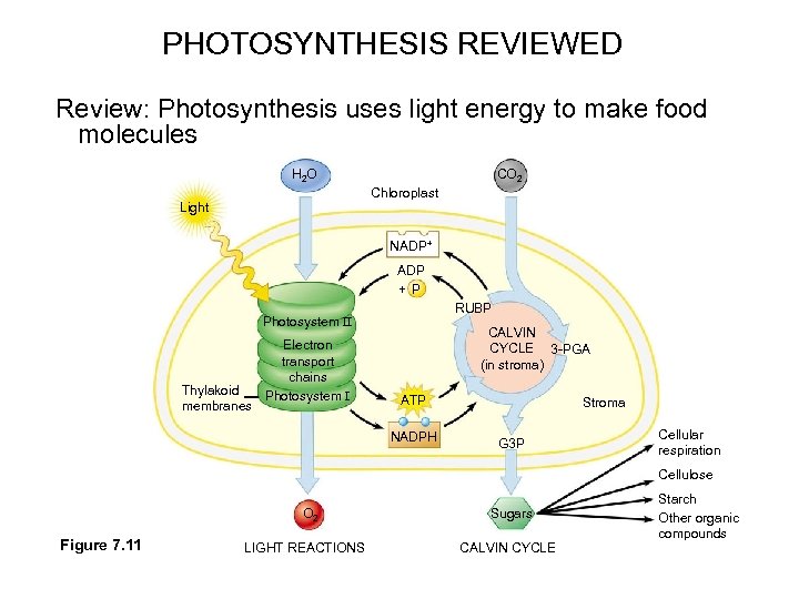 PHOTOSYNTHESIS REVIEWED Review: Photosynthesis uses light energy to make food molecules H 2 O