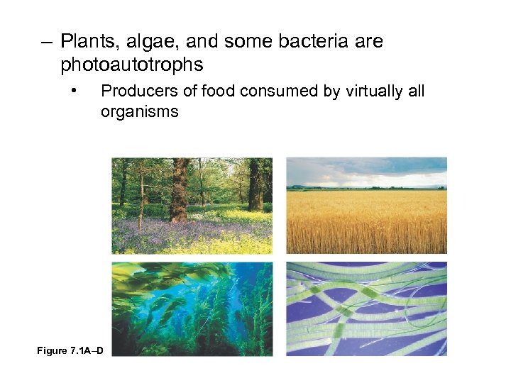 – Plants, algae, and some bacteria are photoautotrophs • Producers of food consumed by