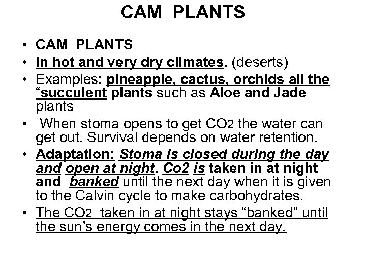 CAM PLANTS • In hot and very dry climates. (deserts) • Examples: pineapple, cactus,